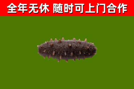 潮州回收海参干